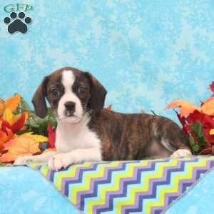 Mocha, Boston Terrier Mix Puppy